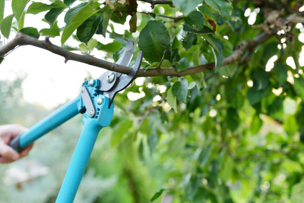 Emergency Storm Tree Removal in Gypsum, CO